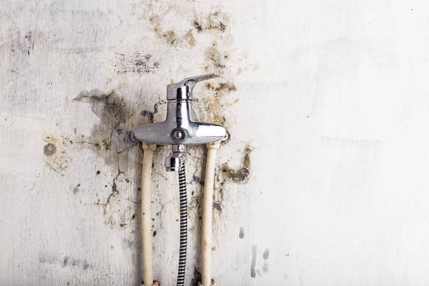 Best Emergency Mold Removal  in Russell, KY