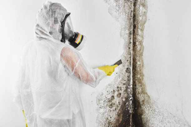 Trusted Russell, KY Mold Removal Experts