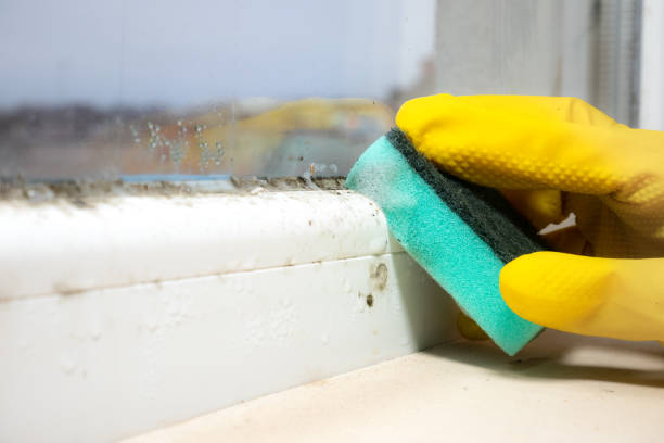 Best Certified Mold Removal  in Russell, KY