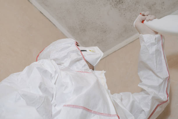 Best Affordable Mold Removal  in Russell, KY