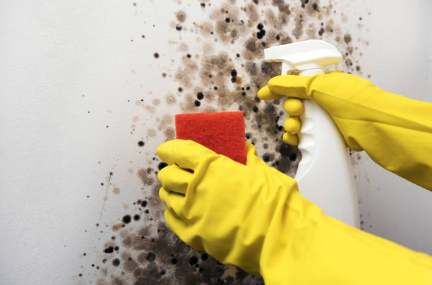Best Emergency Mold Removal  in Russell, KY