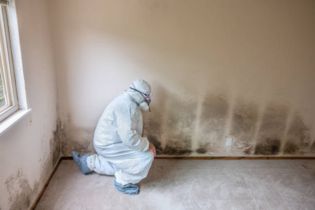 Best Fast Mold Removal  in Russell, KY