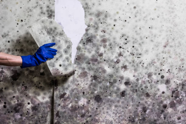 Best Toxic Mold Removal  in Russell, KY