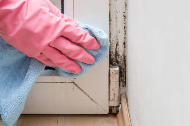 Best Office Mold Removal Services  in Russell, KY