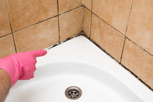 Best Toxic Mold Removal  in Russell, KY